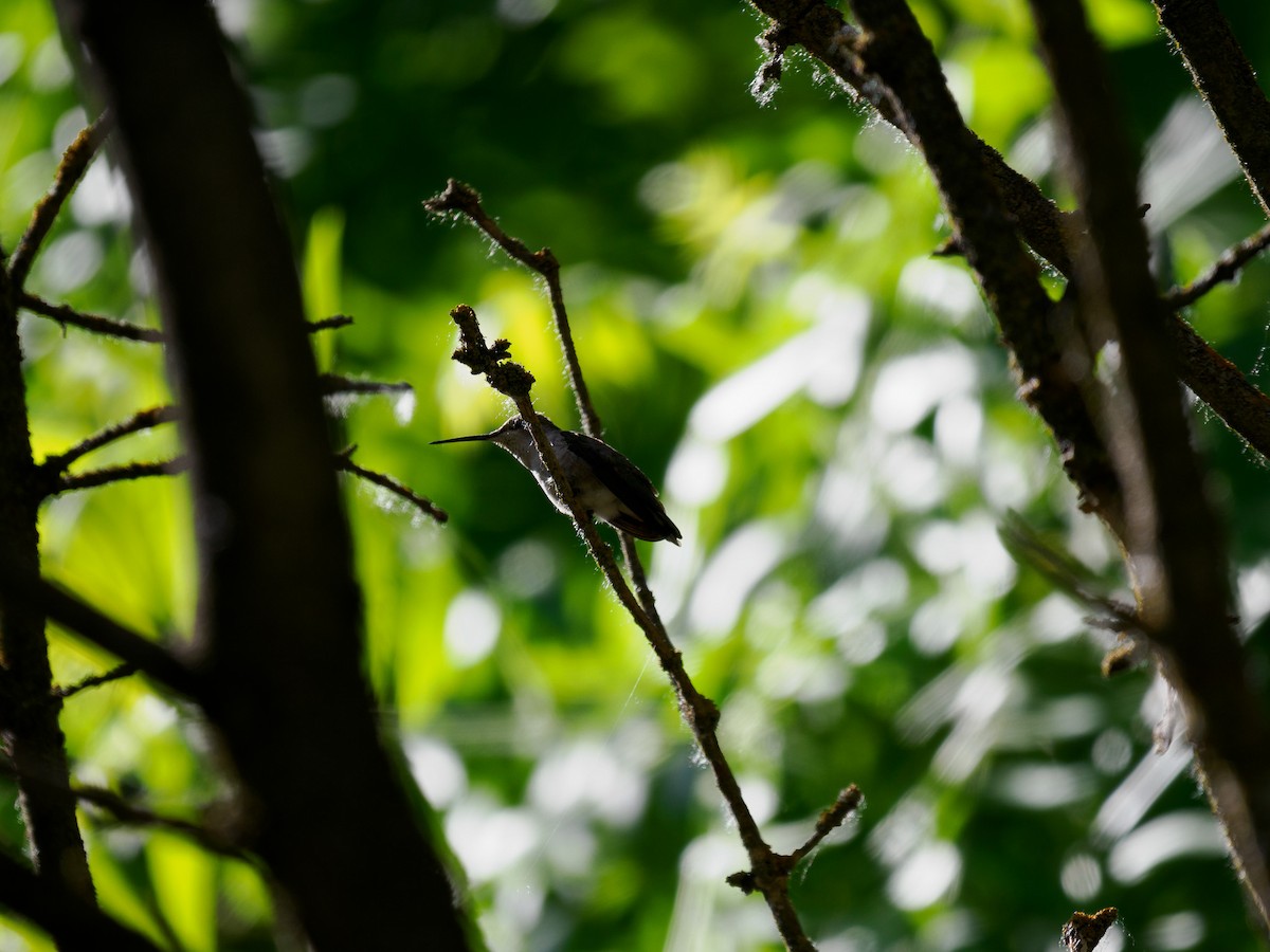 Anna's Hummingbird - Tony Doty