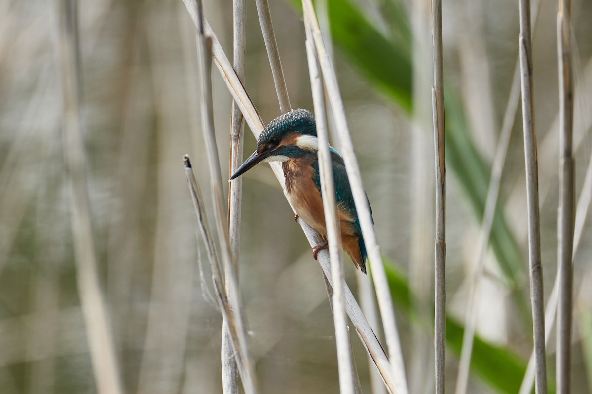 Common Kingfisher - Anastasiia Pashkovskaia