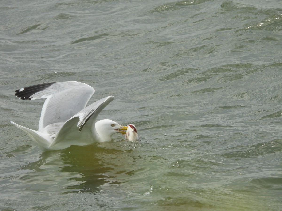 Herring Gull - Sarah Taylor