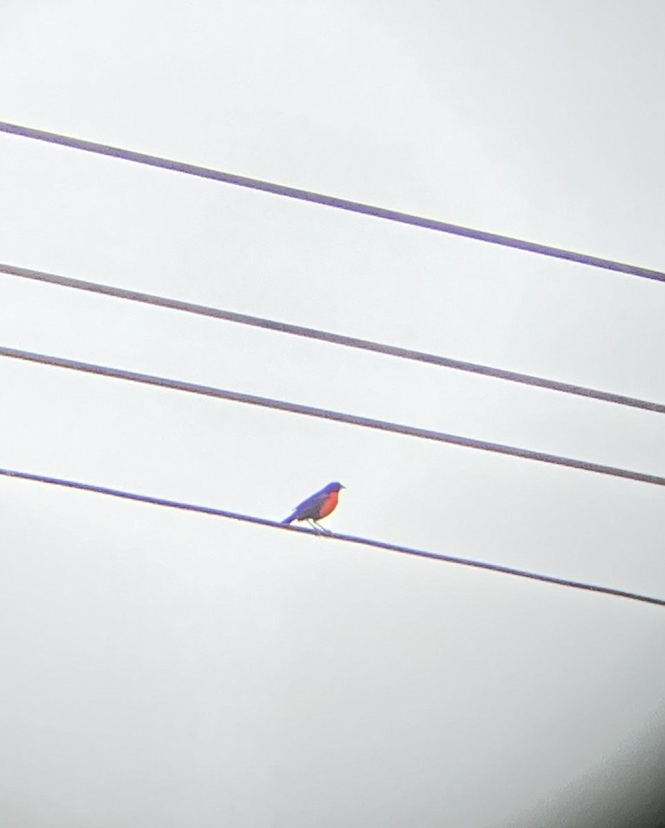 Red-breasted Meadowlark - ML619451877