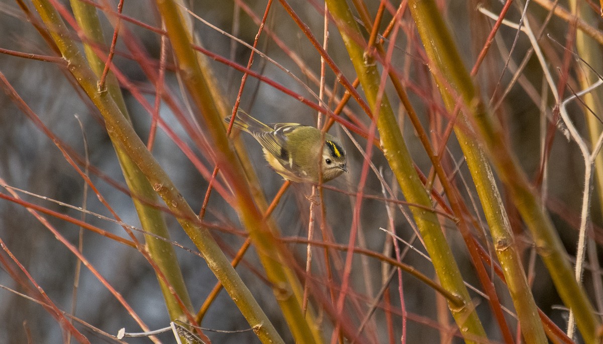 Goldcrest - Theo de Clermont