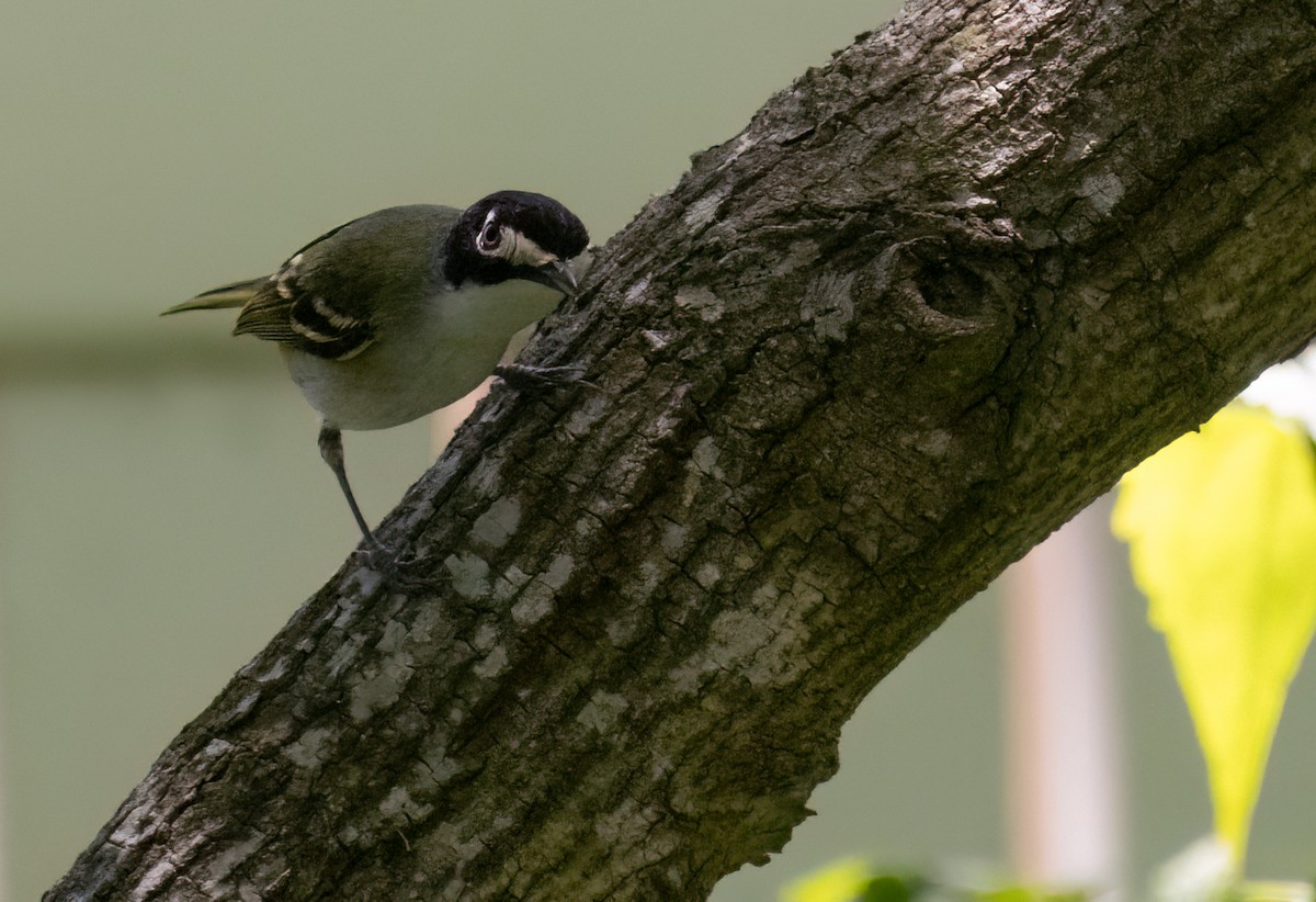 Black-capped Vireo - Anne Heyerly