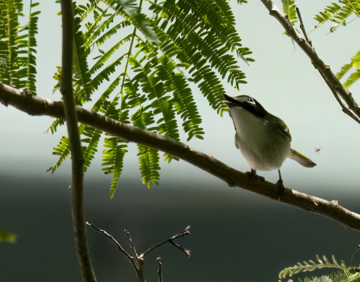 Black-capped Vireo - Anne Heyerly