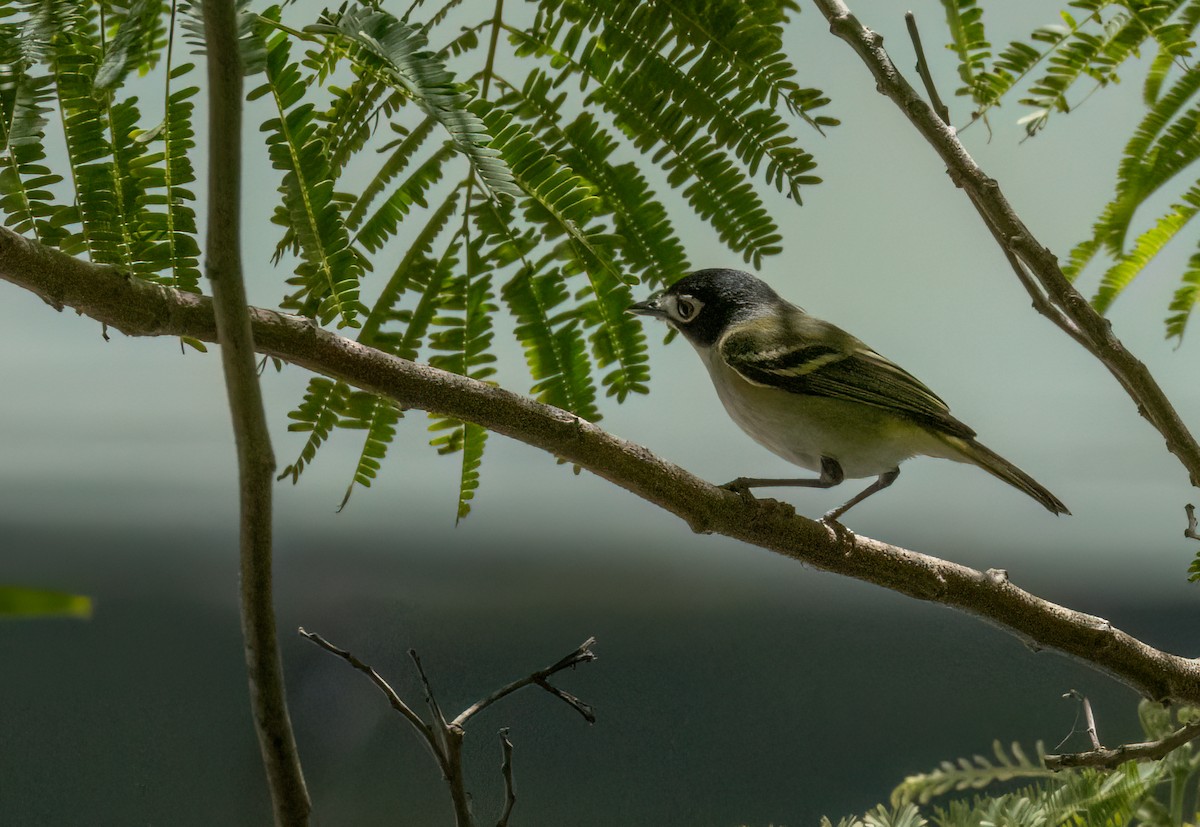 Black-capped Vireo - Anne Heyerly