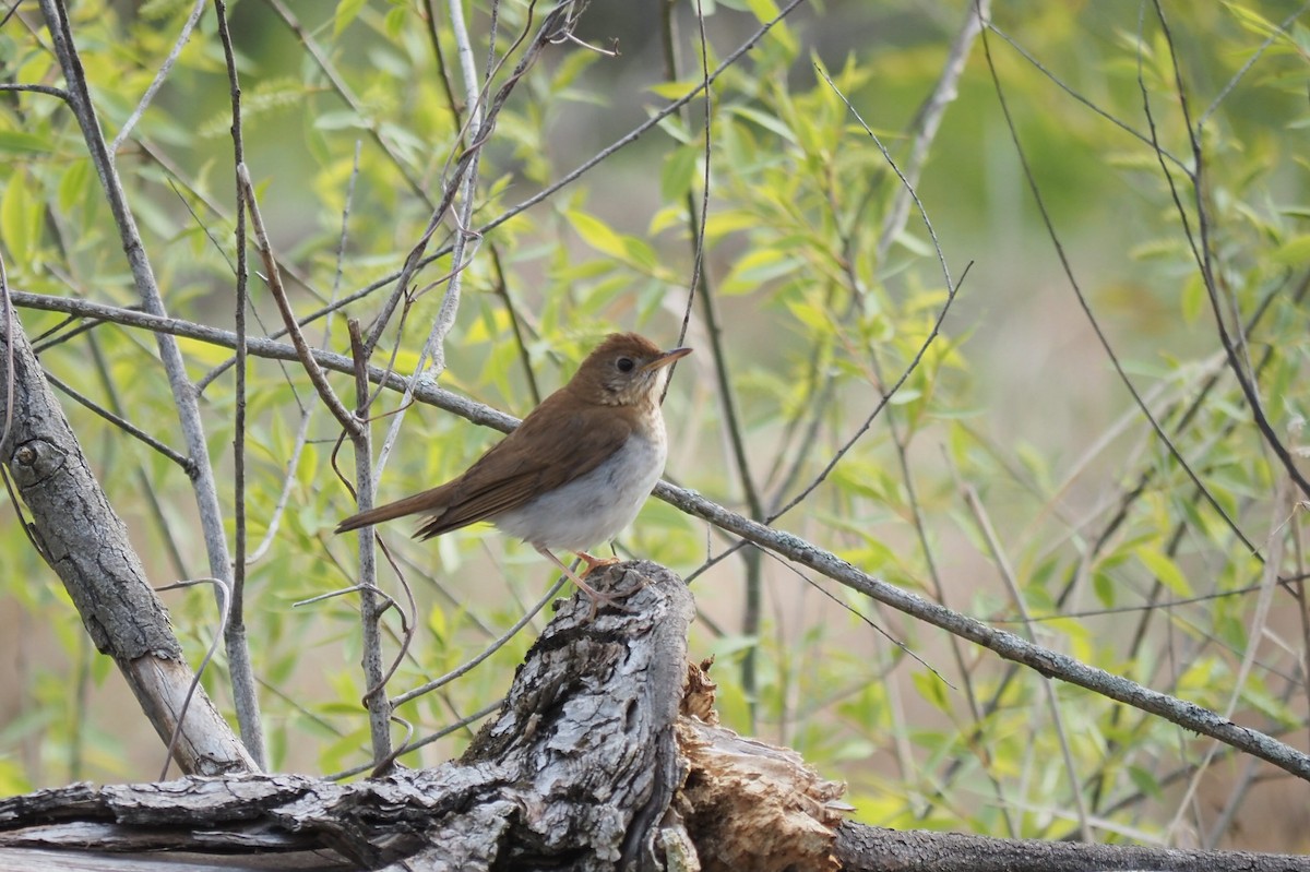 Veery - André Dionne