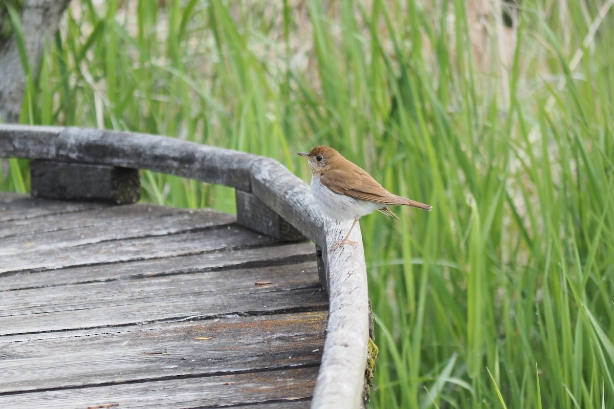 Veery - André Dionne