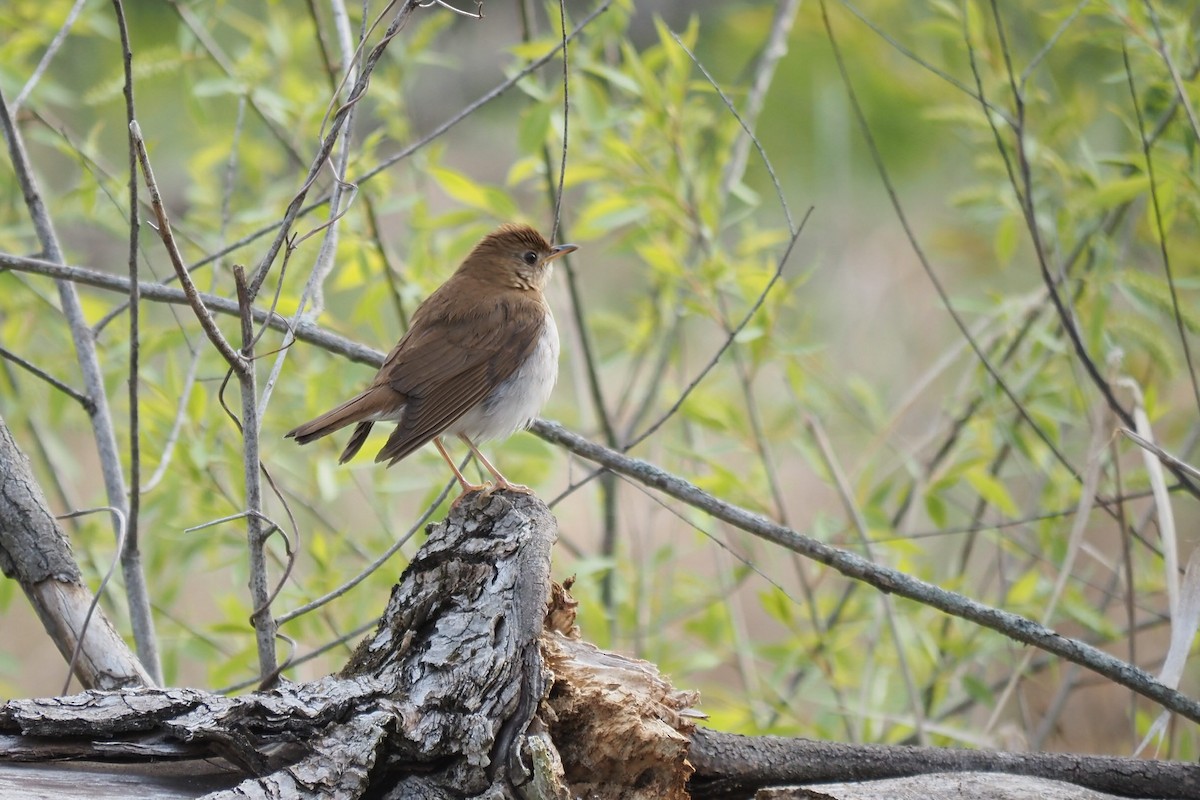 Veery - André Dionne