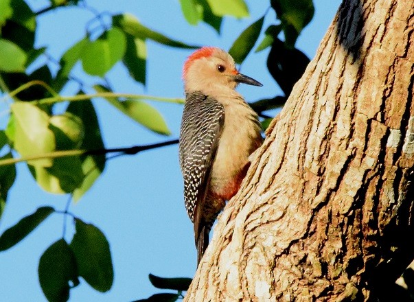 Golden-fronted Woodpecker - Laura Bakken