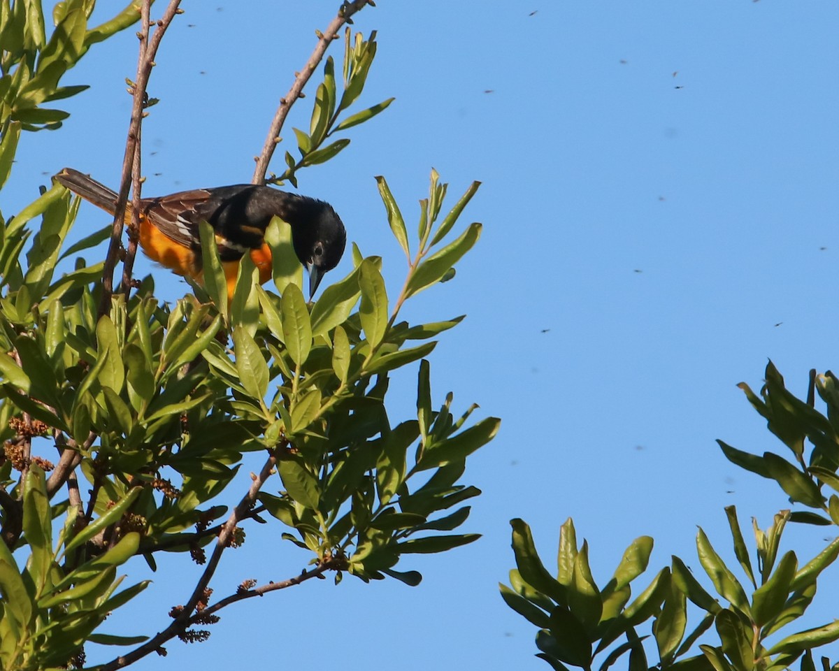 Baltimore Oriole - Tom Fesolowich