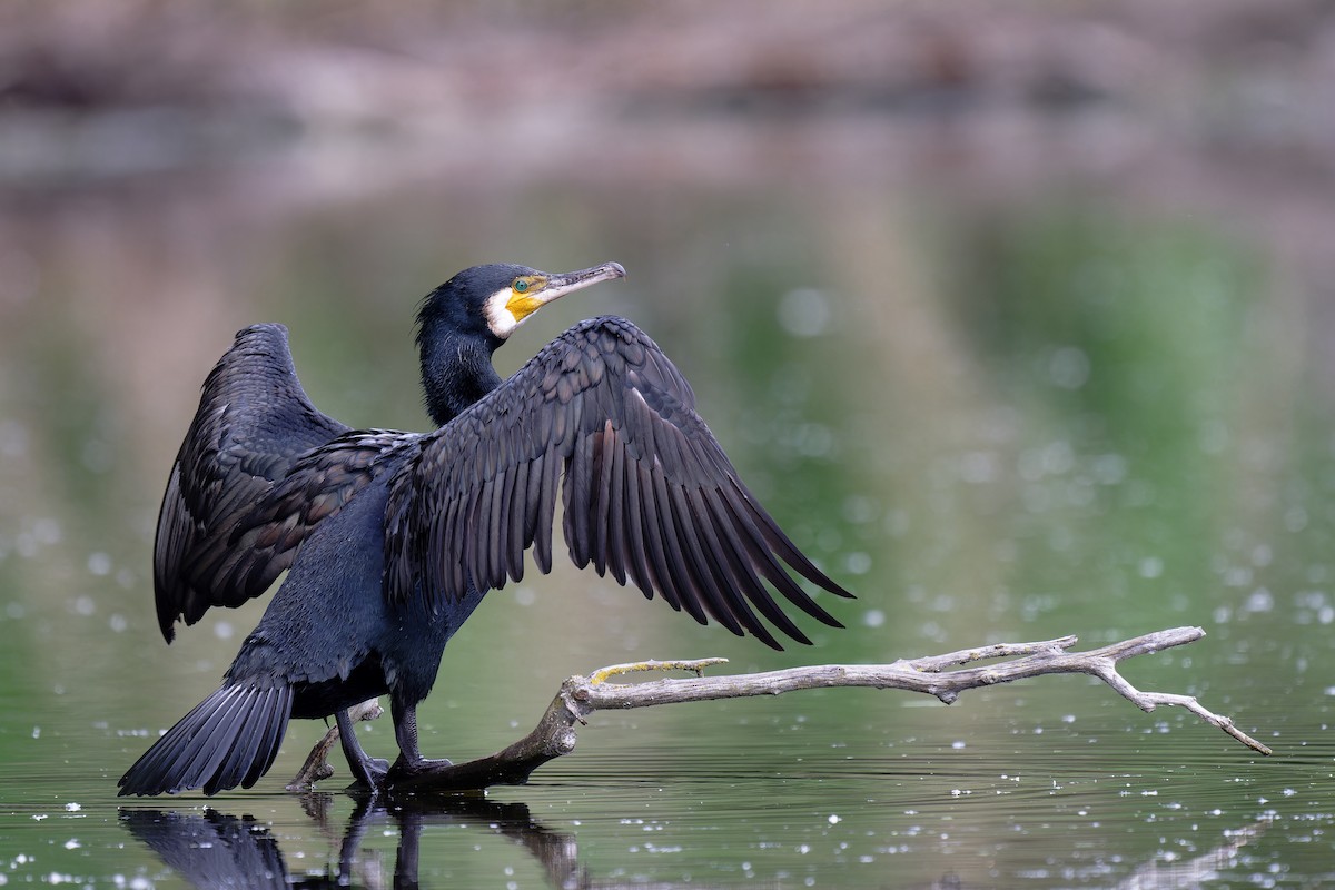 Great Cormorant - Andreas Stadler