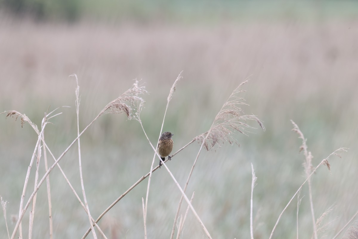 European Stonechat - Jan Badura