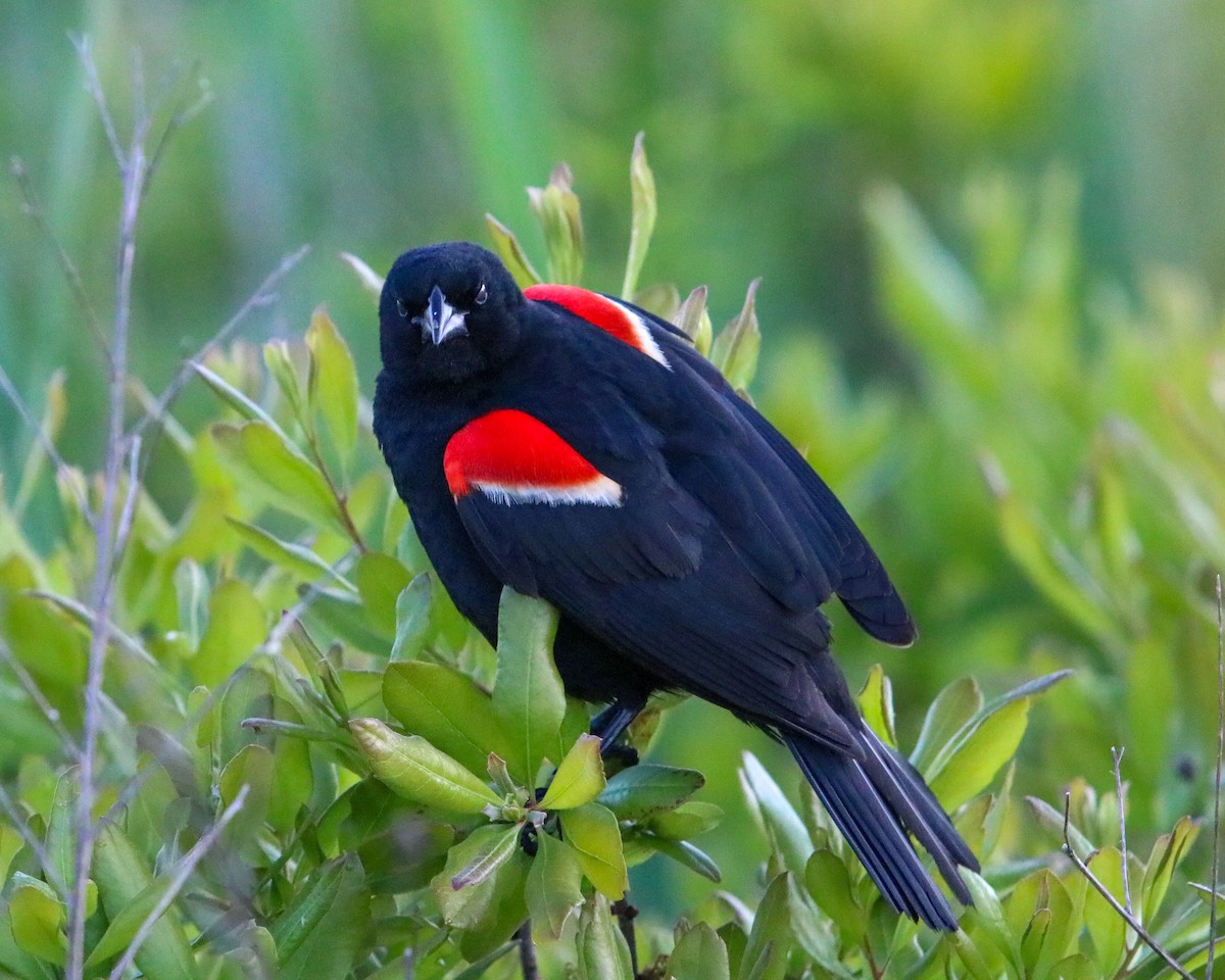 Red-winged Blackbird - Tom Fesolowich