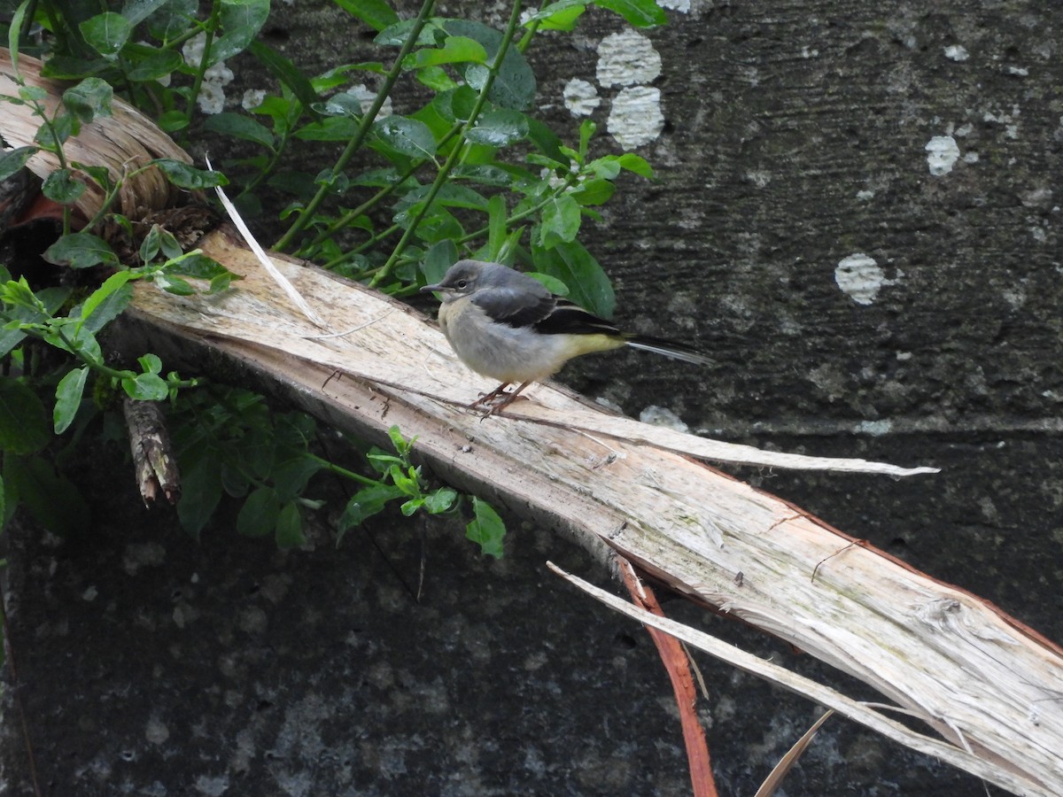 Gray Wagtail - Sean Whelan