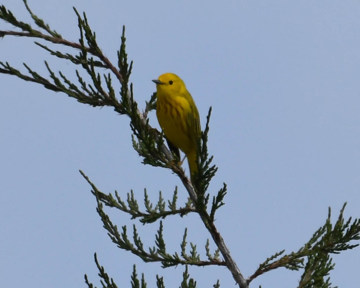 Yellow Warbler - Joanne Dial