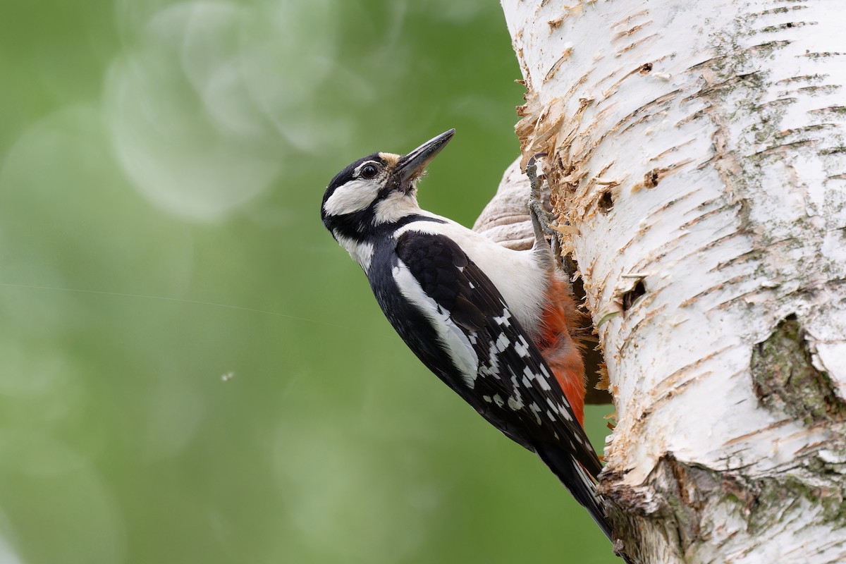 Great Spotted Woodpecker - Andreas Stadler