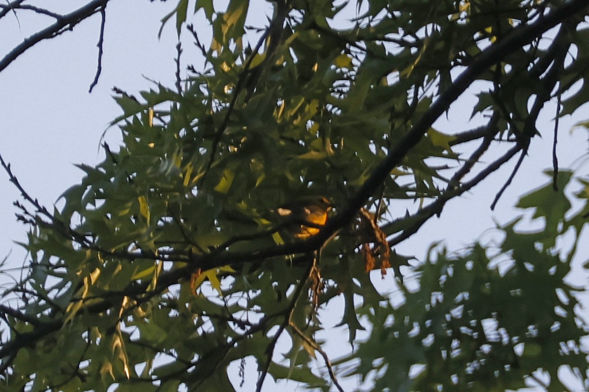 Prothonotary Warbler - Larry Therrien