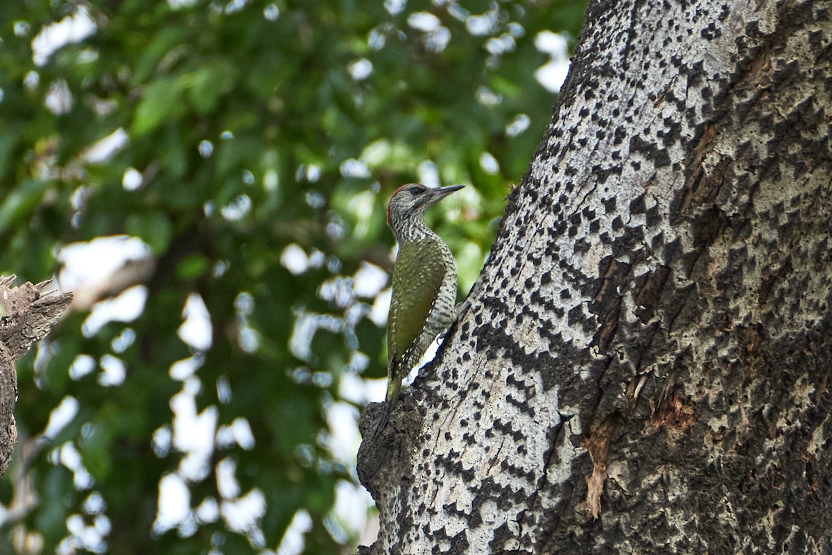 Eurasian Green Woodpecker - Anastasiia Pashkovskaia