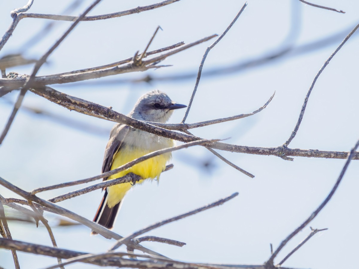 Western Kingbird - Tony Doty