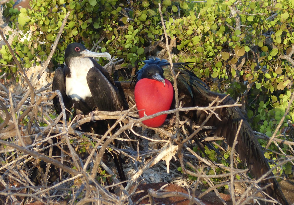 Great Frigatebird - ML619451939