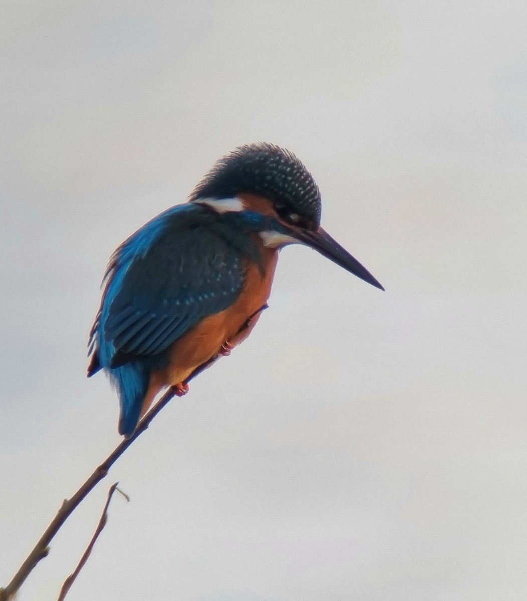 Common Kingfisher - Theo de Clermont