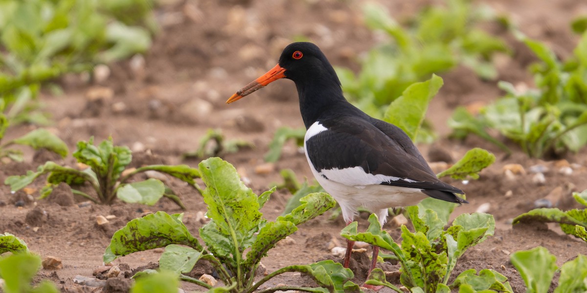 Eurasian Oystercatcher (Western) - Mike Dawson