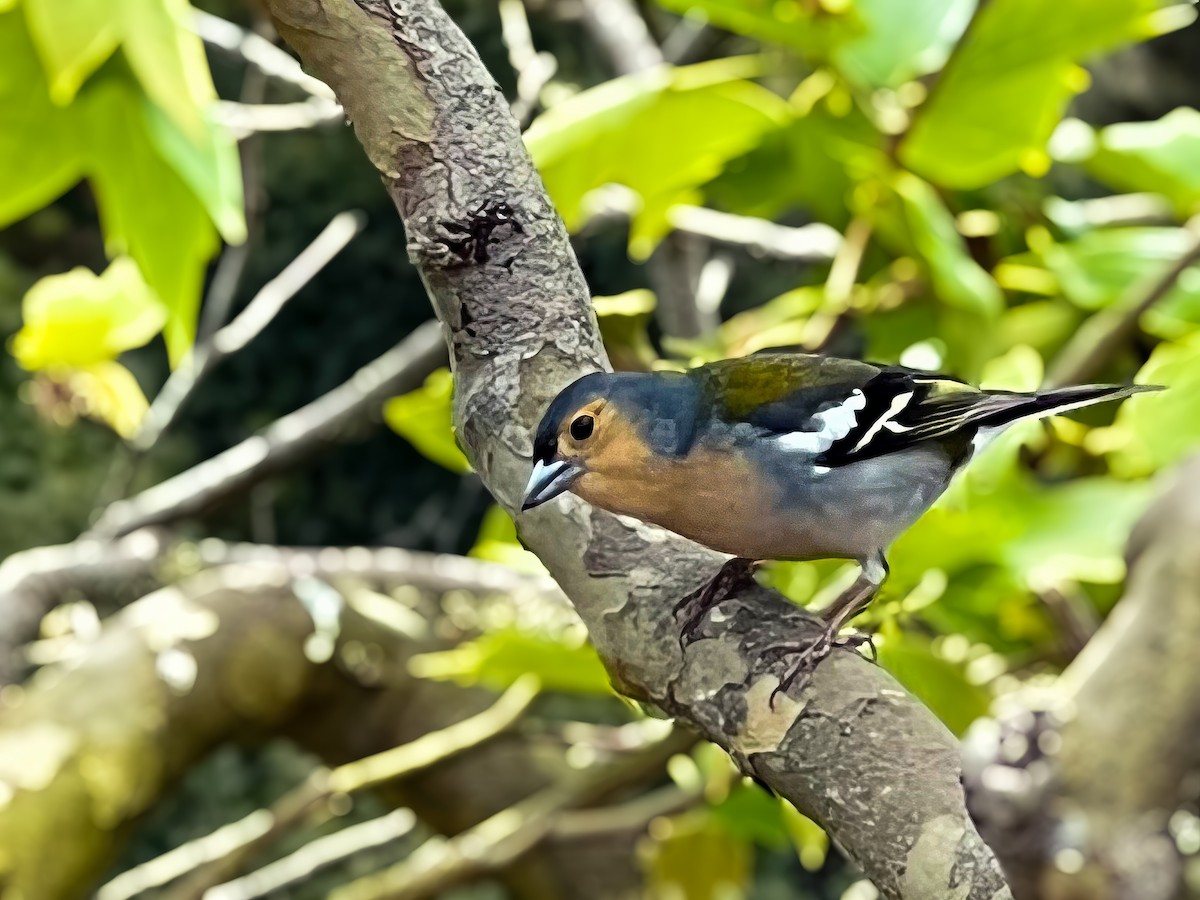 Madeira Chaffinch - ML619451955