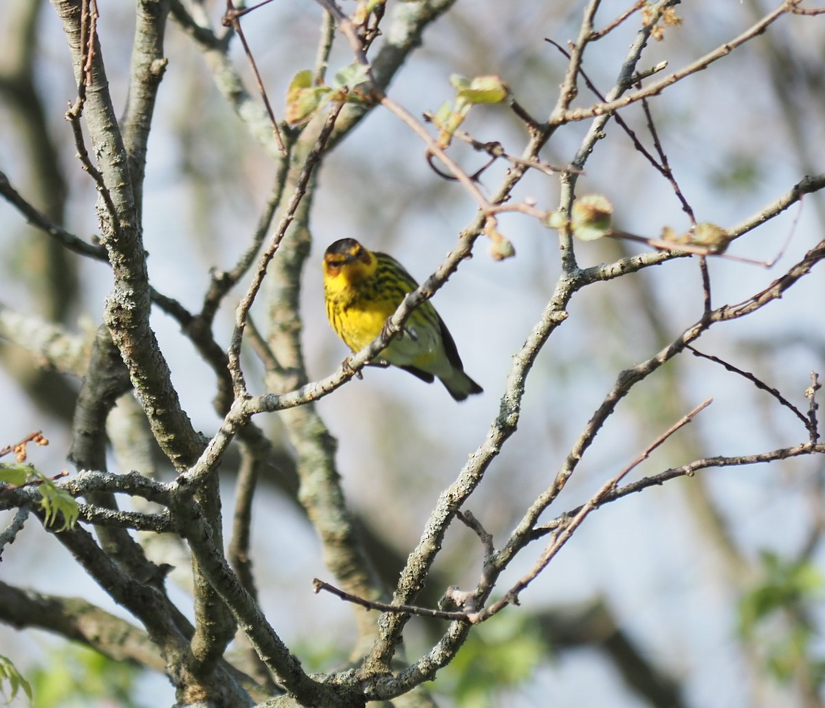 Cape May Warbler - André Dionne