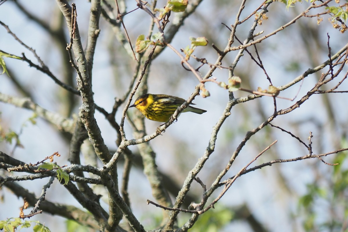 Cape May Warbler - André Dionne