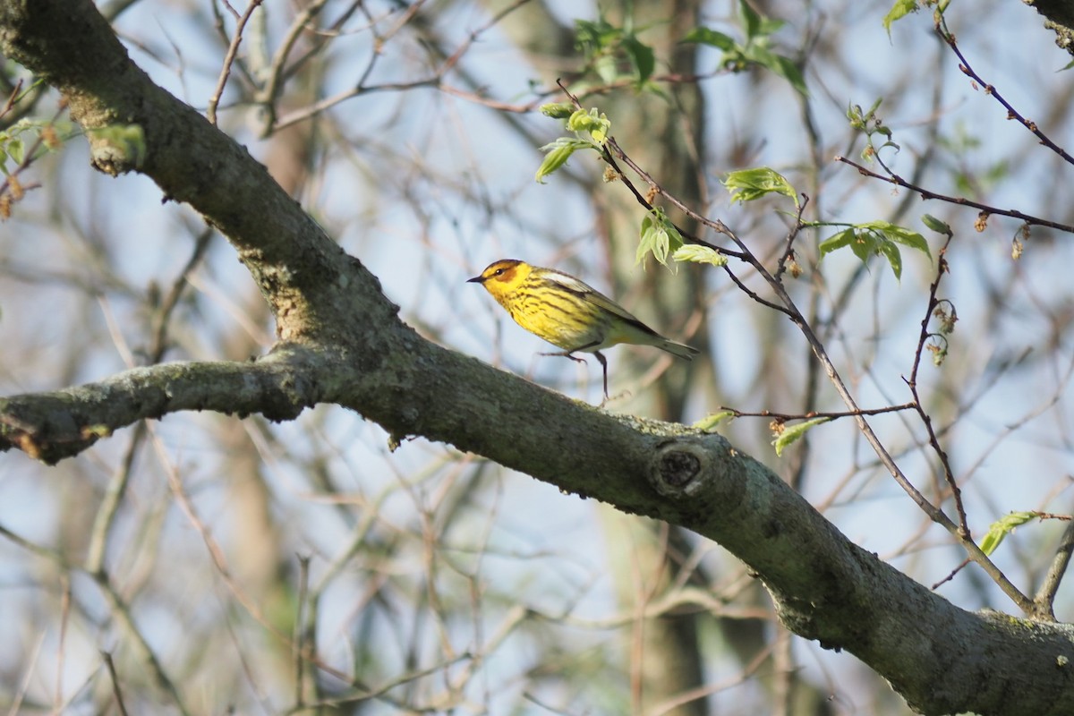 Cape May Warbler - André Dionne