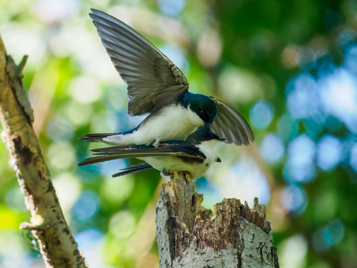 Tree Swallow - Tony Doty