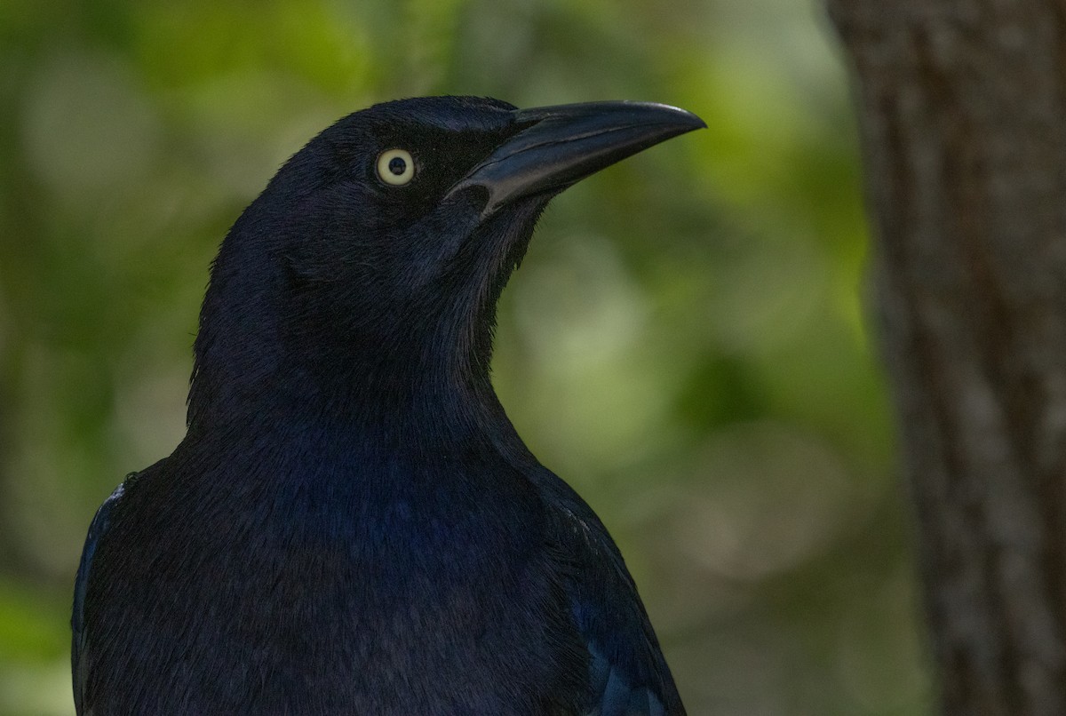 Great-tailed Grackle - Anne Heyerly