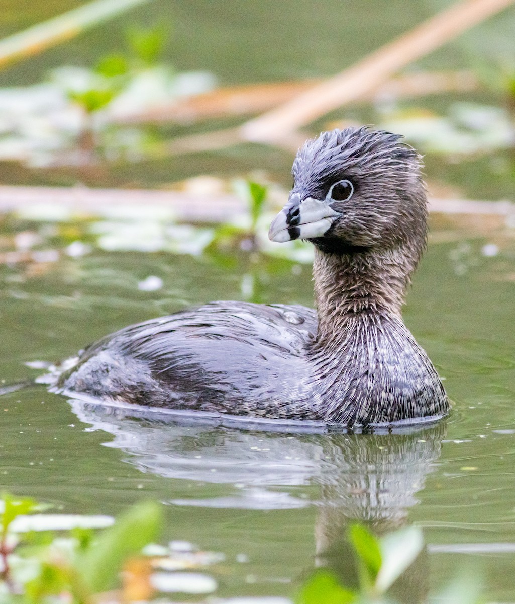 Pied-billed Grebe - ML619451981