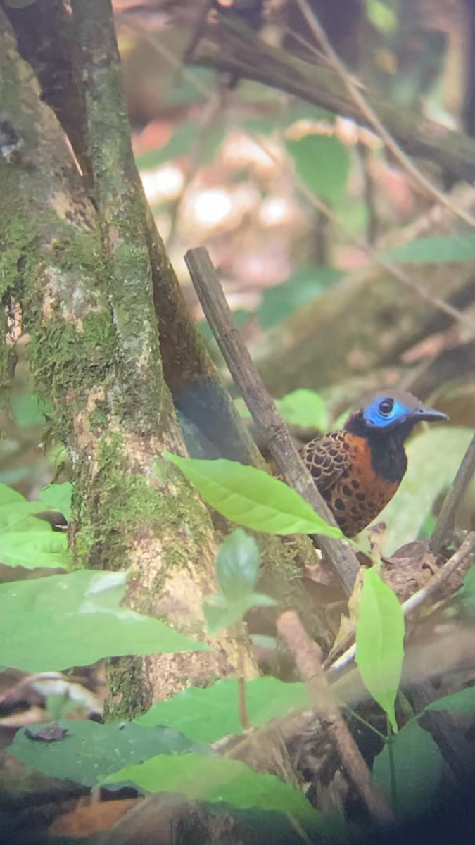 Ocellated Antbird - ML619451983