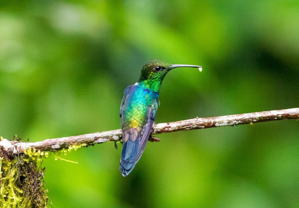 Fork-tailed Woodnymph - Andrew Cauldwell