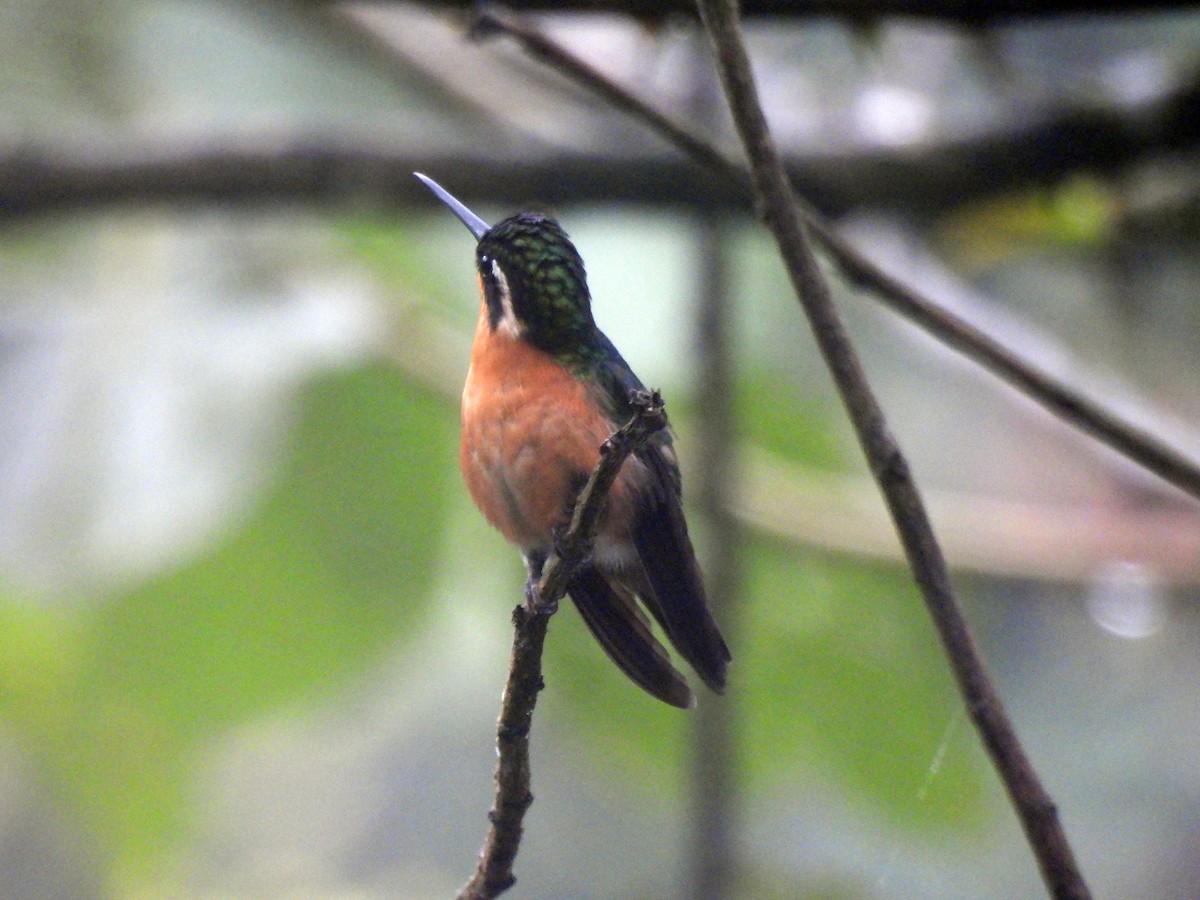 Purple-throated Mountain-gem - Marilyn Ureña