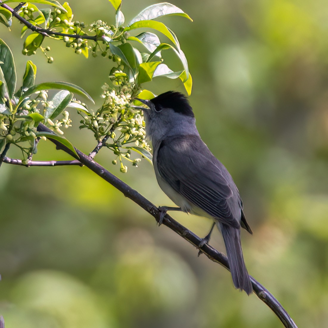 Eurasian Blackcap - Martine Stolk