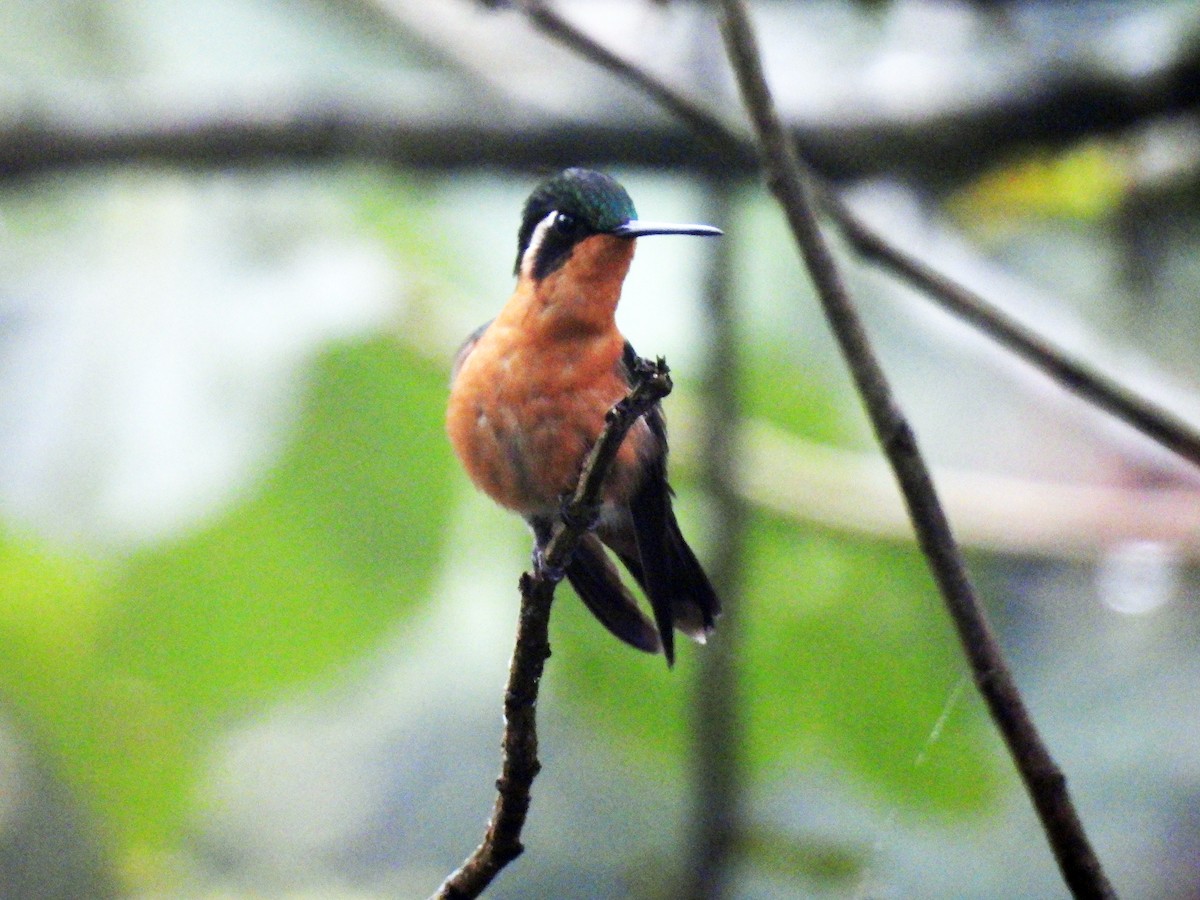 Purple-throated Mountain-gem - Marilyn Ureña