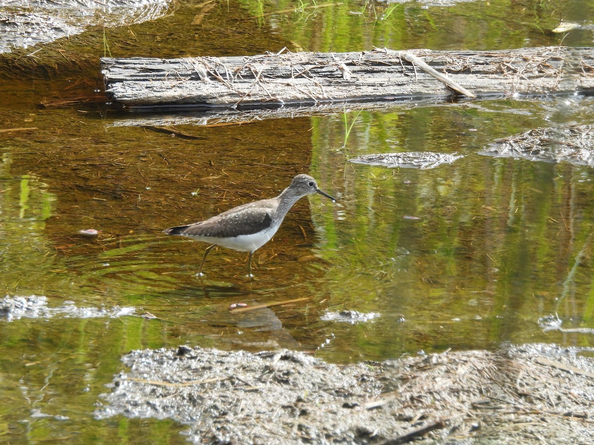 Solitary Sandpiper - Mark Stevens