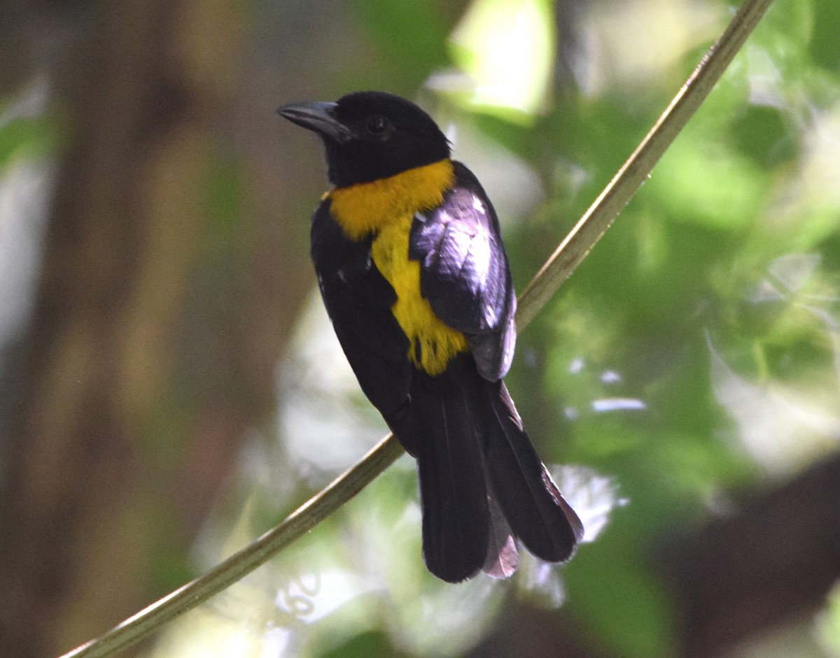 Black-throated Shrike-Tanager - Laura Bakken