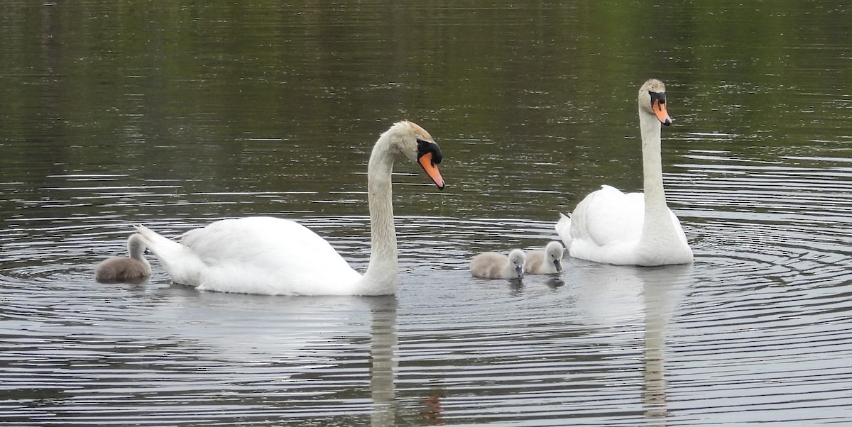 Mute Swan - Kimberly Snaric