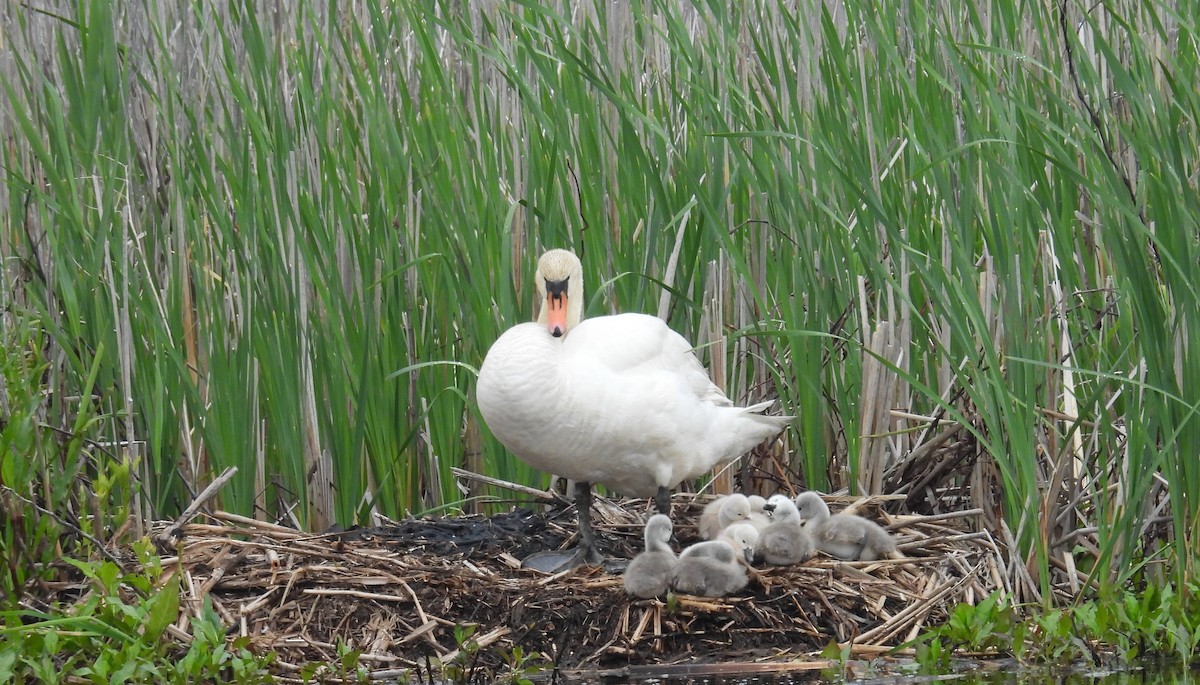 Mute Swan - Kimberly Snaric