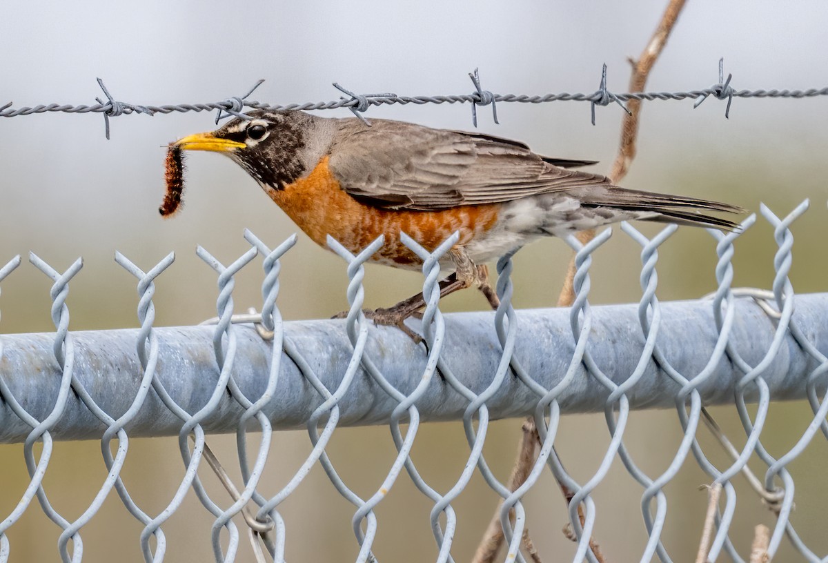 American Robin - Jim Carroll