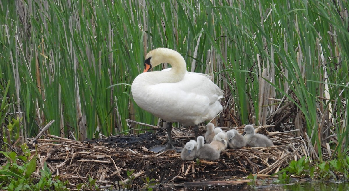 Mute Swan - ML619452011