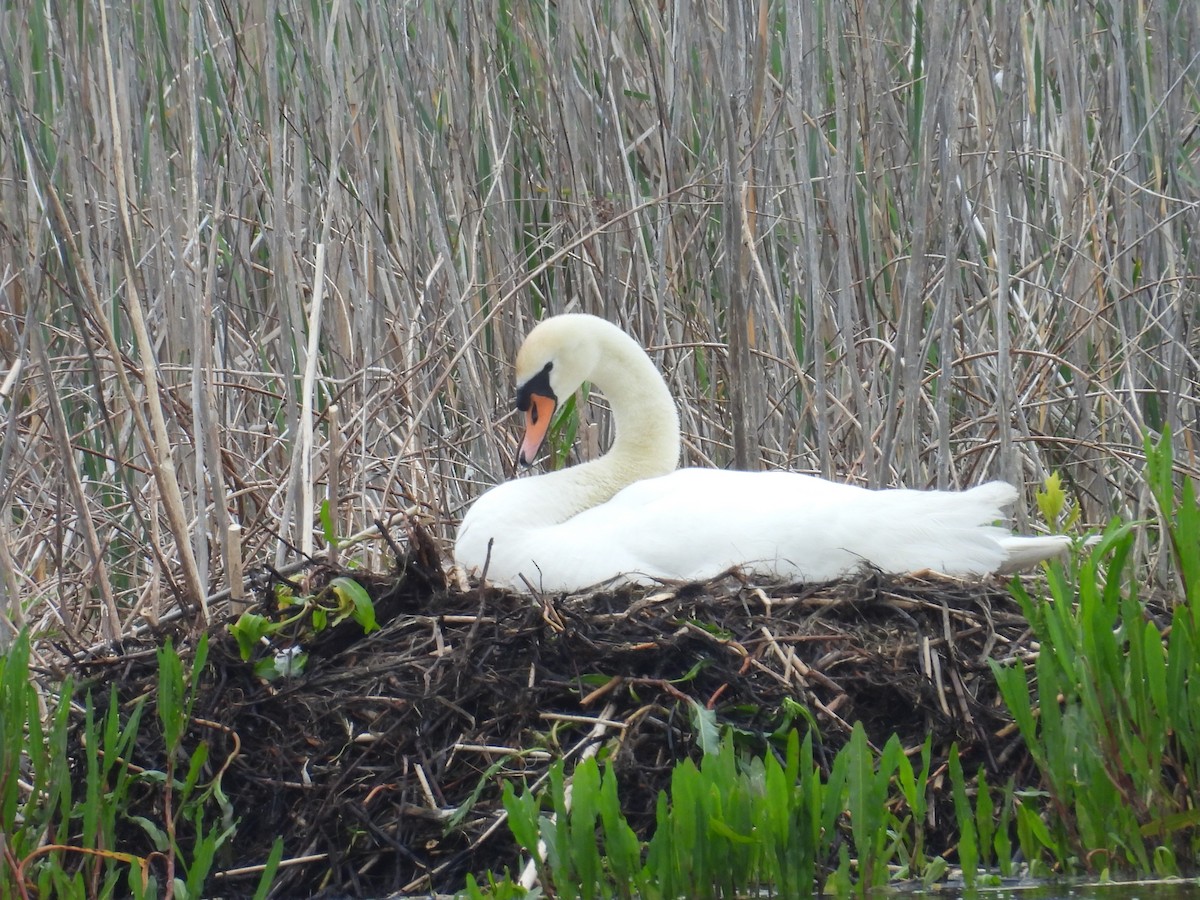 Mute Swan - ML619452014