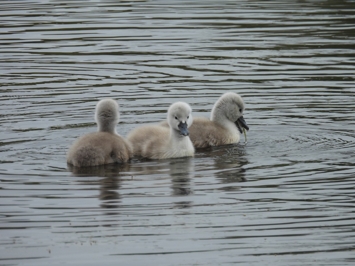 Mute Swan - ML619452015