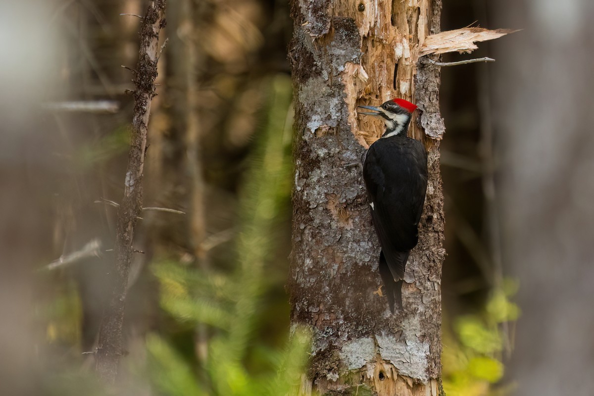 Pileated Woodpecker - Steven McGrath