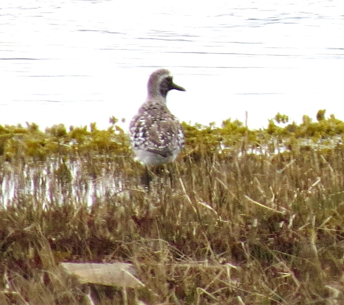 Black-bellied Plover - James Hirtle