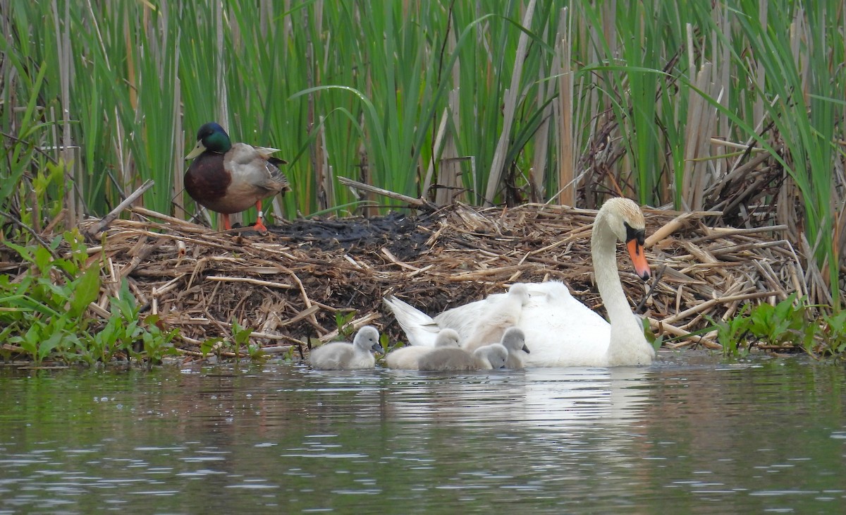 Mallard - Kimberly Snaric