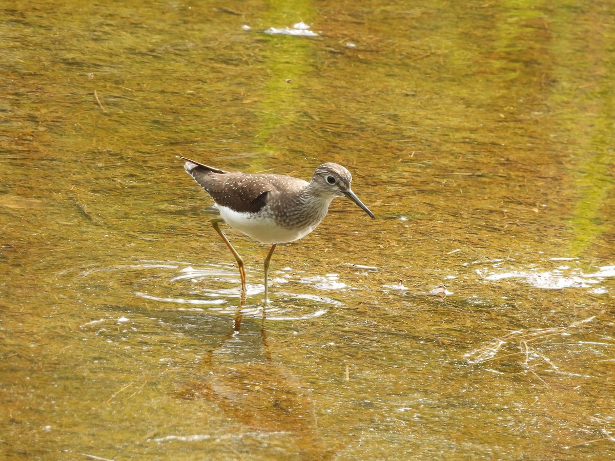 Solitary Sandpiper - Mark Stevens