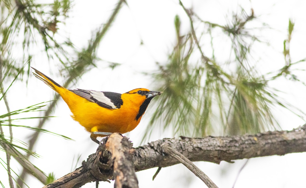 Bullock's Oriole - David Brock